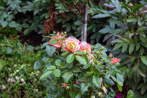 Rose bush with dew drops on the leaves selective focus