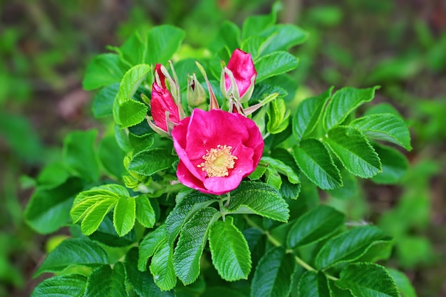 Rose bush with flower and buds of spring summer