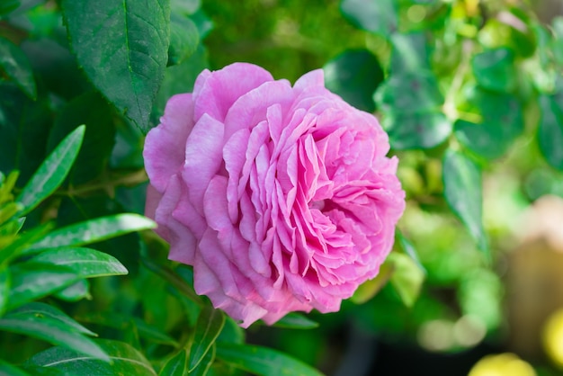 Rose bush with pink flower Toned