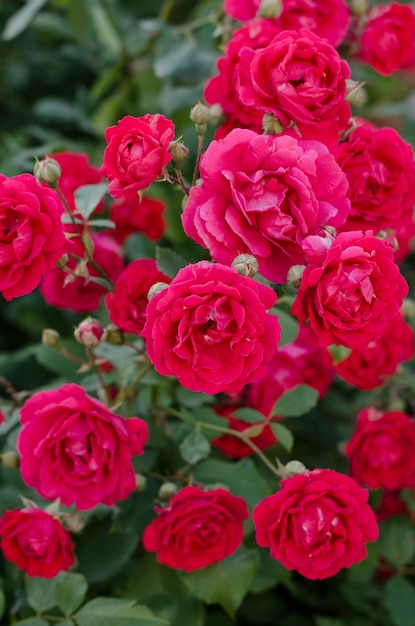 Rose bush with pink roses in bloom