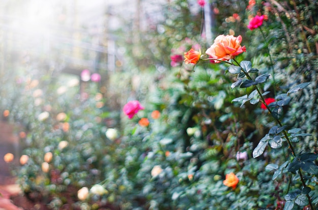 Rose bush with red flowers in the garden. 