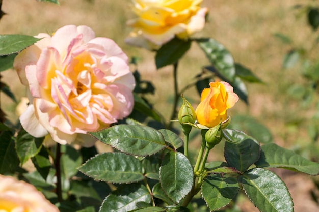 rose bush yellow fresh beautiful roses on a summer day in the botanical garden