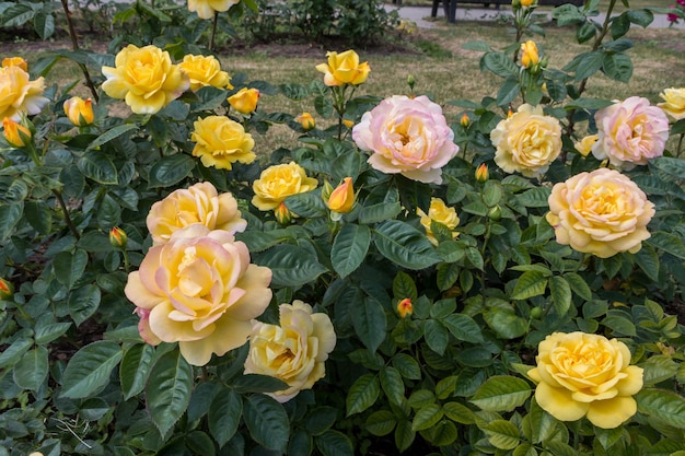 rose bush yellow fresh beautiful roses on a summer day in the botanical garden