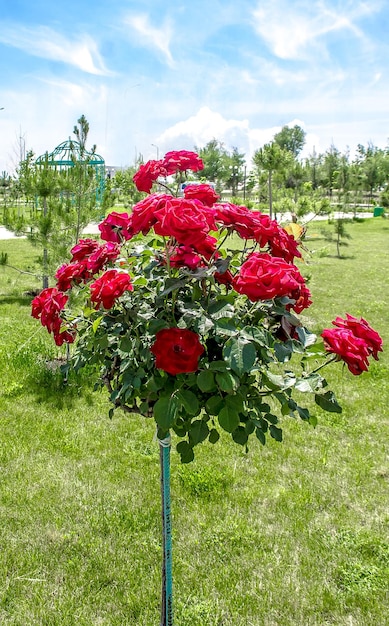 Photo rose bushes in the park