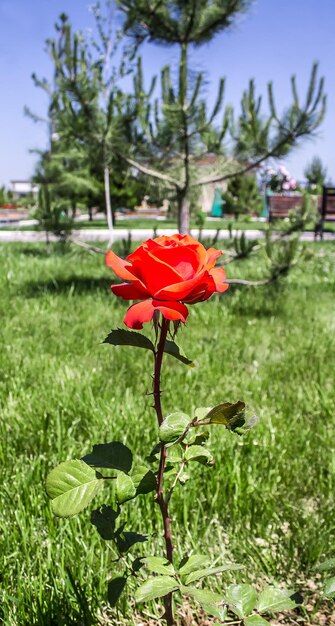 Photo rose bushes in the park