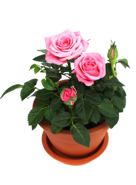 Rose in ceramic pot on a white buckground