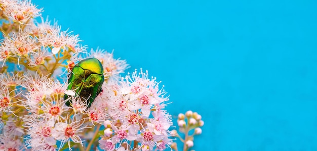 Розовая майка Cetonia aurata на цветках Spirea bumalda