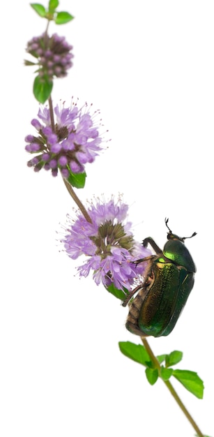 Rose chafer - Cetonia aurata