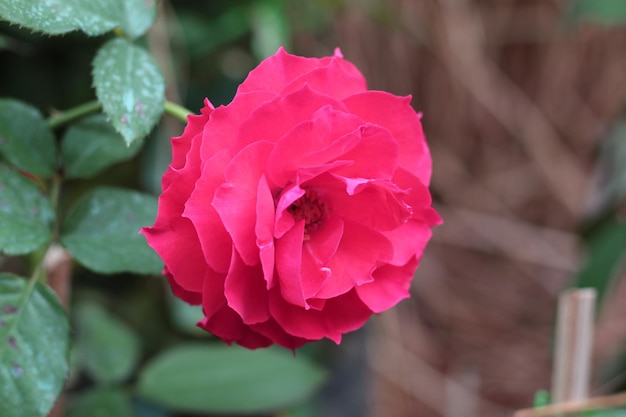 Rosa, vista ad angolo ravvicinata