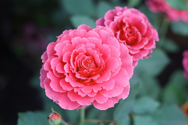 Rose, close-up angle view