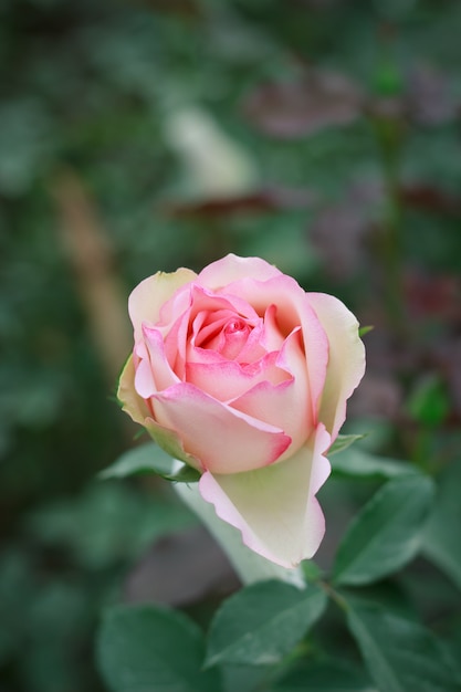 rose close up