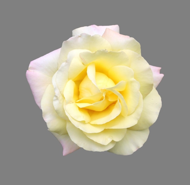 Rose closeup isolated on grey background