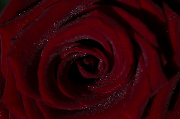 rose closeup red rose background