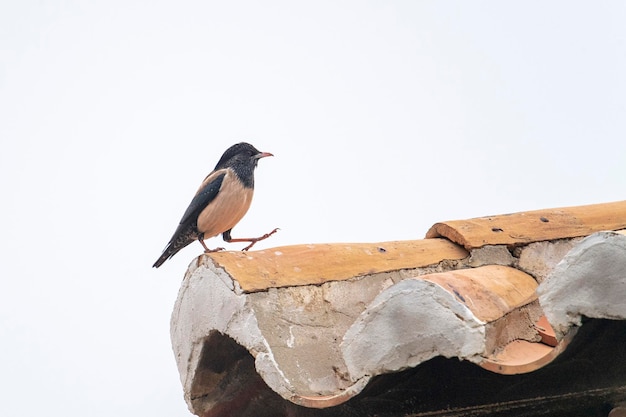 バラ色のムクドリ (Sturnus roseus) マラガ、スペイン