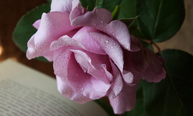 A rose covered in morning dew leaning over a book.