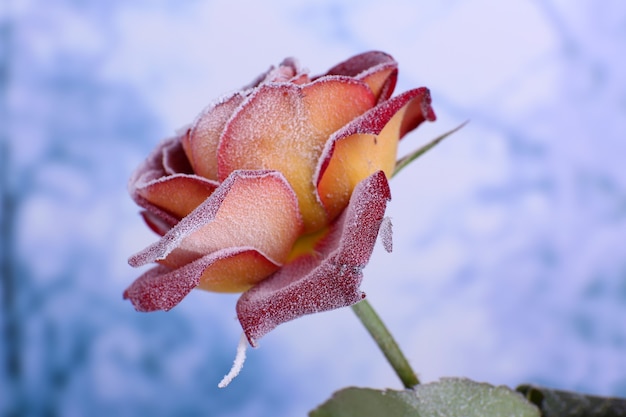 Rose covered with hoarfrost close up