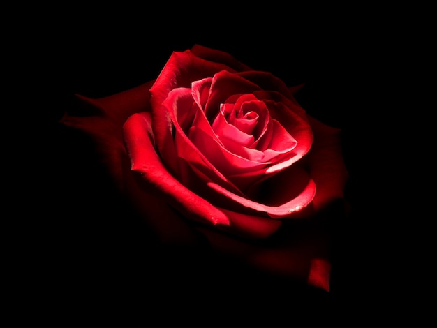 Роза в темноте