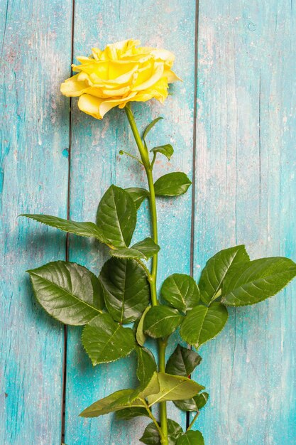 Rose decorative background. Fresh yellow flower, hard light, dark shadow. Turquoise wooden boards background, place for text