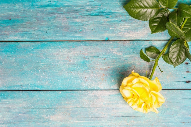 Rose decorative background. Fresh yellow flower, hard light, dark shadow. Turquoise wooden boards background, top view