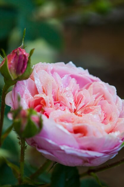 Rose Desdemona after rain, an English Rose by David Austin