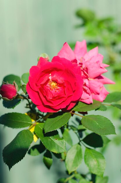 Роза в каплях росы в саду