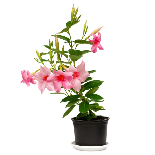 Rose dipladenia flowers in a pot isolated on white background
