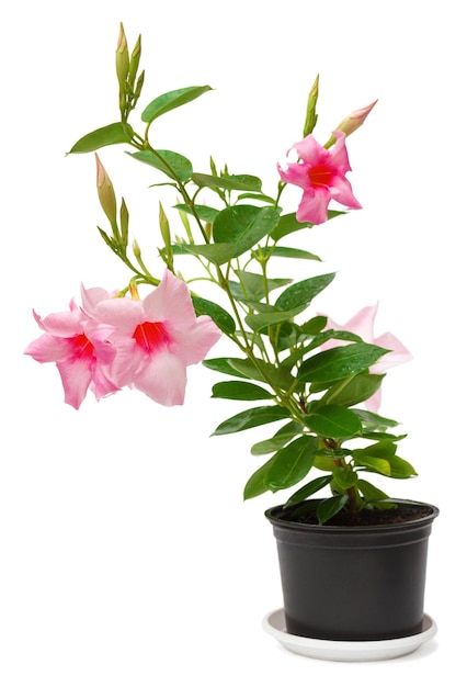 Rose dipladenia flowers in a pot isolated on white background