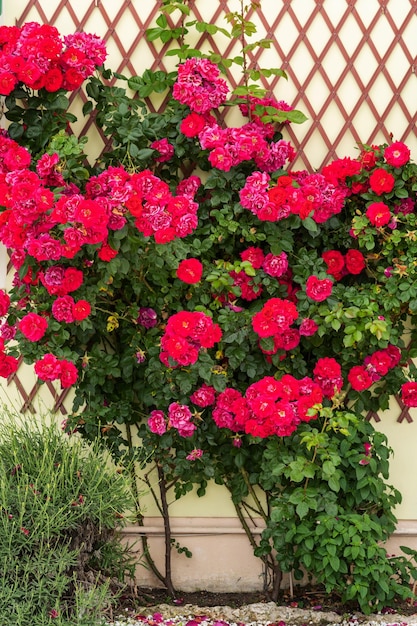 Rose flower on background blurry pink roses flower in the garden of roses english roses garden