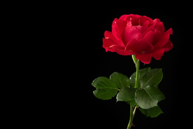 Rose flower on black background