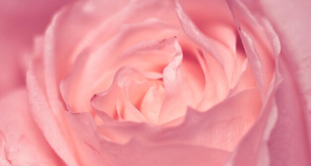 Цветок розы в цвету абстрактный цветочный цветочный художественный фон макро цветы в природе для парфюмерного аромата свадьбы и роскошного праздничного дизайна для красоты свадебного бренда