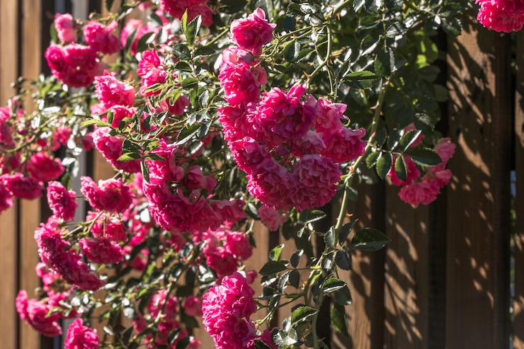 Photo バラ園の木製の背景に咲くバラの花。自然。