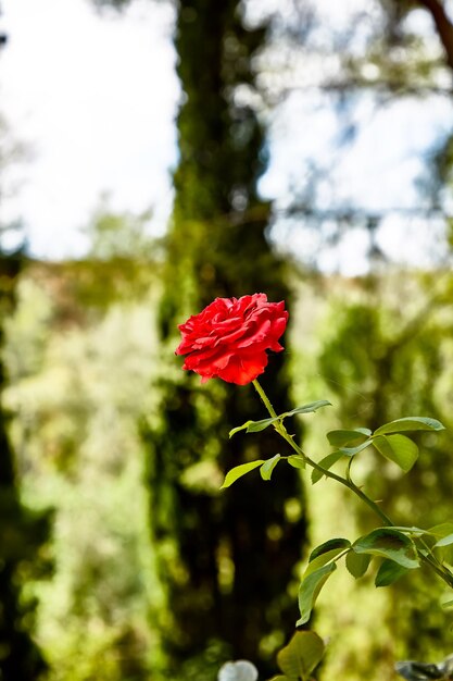 Rose flower on a Bush