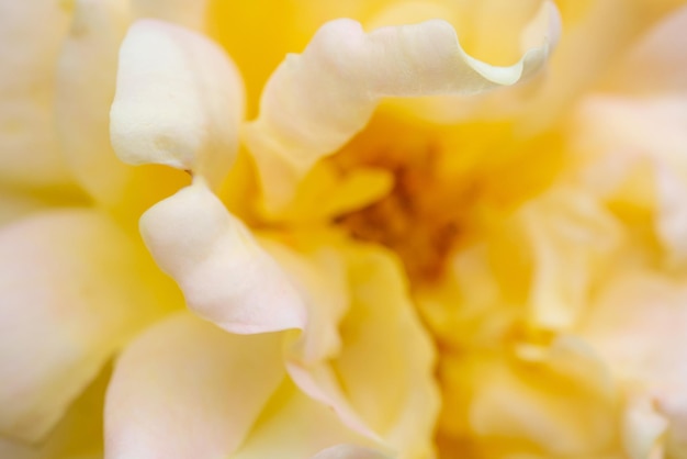 Rose flower closeup abstract background