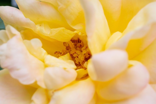 バラの花のクローズアップの抽象的な背景