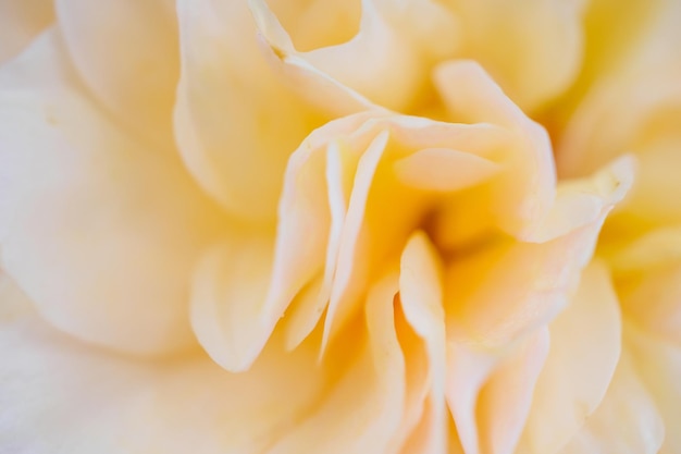 Photo rose flower closeup abstract background