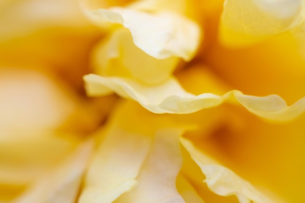 Rose flower closeup abstract background