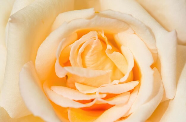 Rose flower closeup