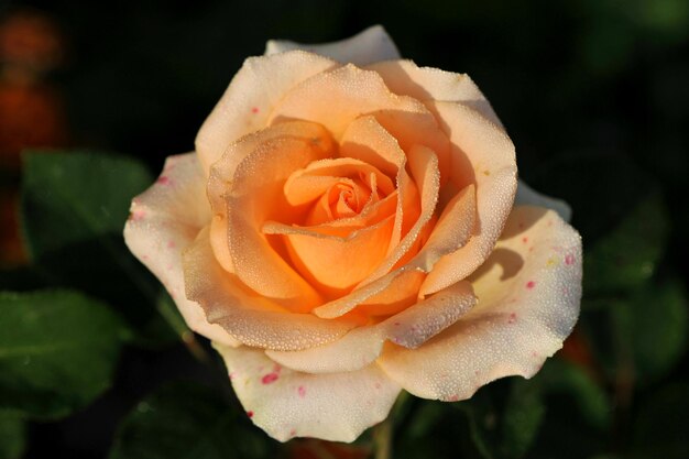 Rose flower in the dew at warm morning sunlight