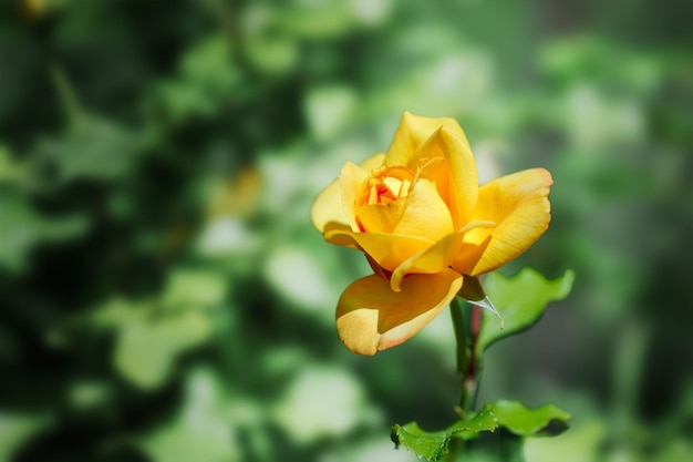 Singolo giallo fresco del fiore della rosa sulla luce solare verde del fondo di estate