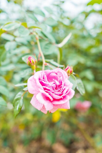 庭にバラの花