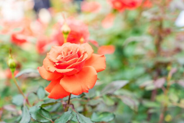 庭にバラの花