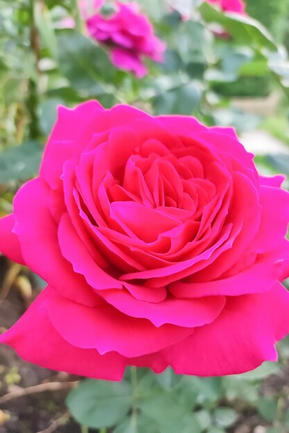 Rose Flower Gardening Een bloeiende plant Een wenskaart