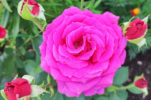 Rose Flower Gardening Een bloeiende plant Een wenskaart
