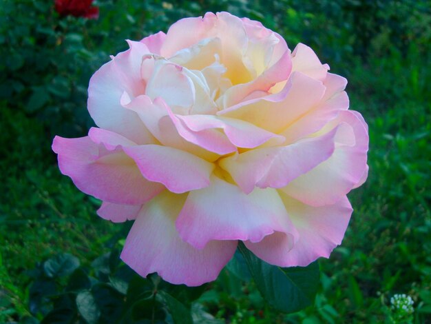 Rose flower in green foliage photo