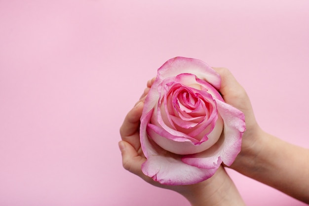 Rose flower in the hands of a girl on a pink background with place for text