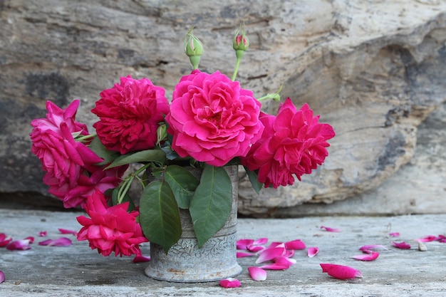 写真 ポットのバラの花