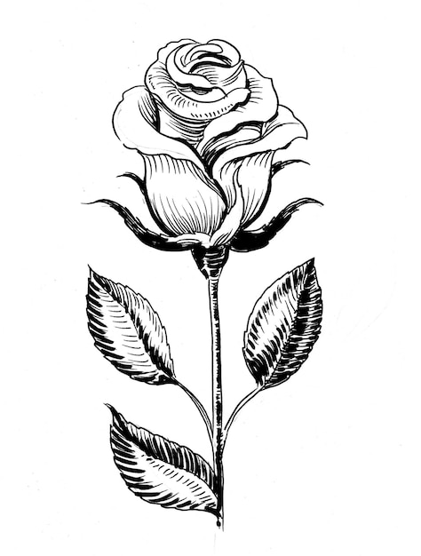 Rose flower. Ink black and white drawing