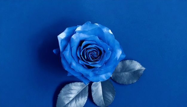 Rose flower isolated on blue