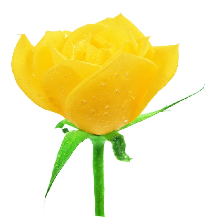 Photo rose flower isolated over solid background close view