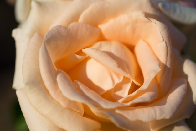 Rose flower macro Creamy rose flower closeup High quality natural background Beautiful background